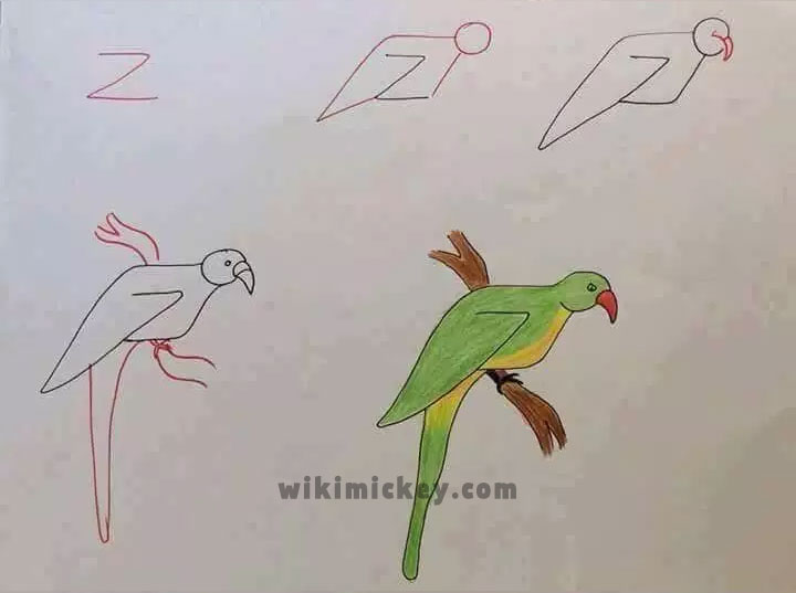 easy drawing ideas for kids easy draw parrot bird kolay çizim papağan