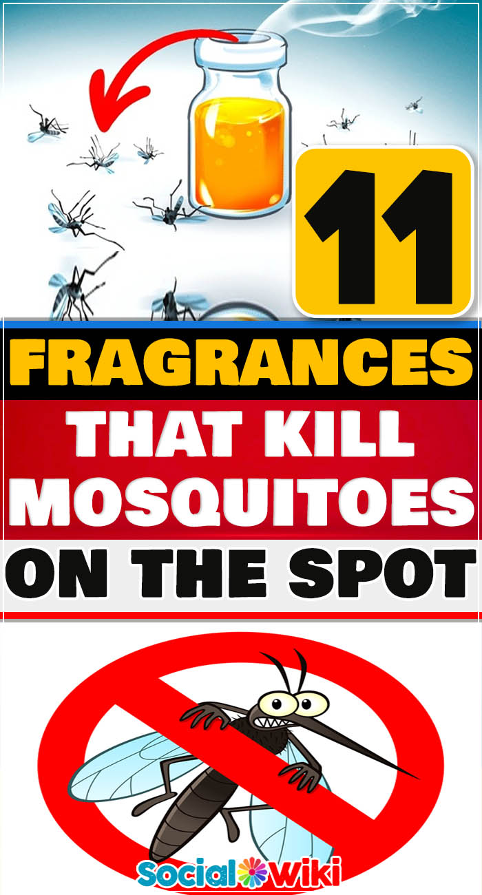 11 Fragrances That Kill Mosquitoes on the Spot 12