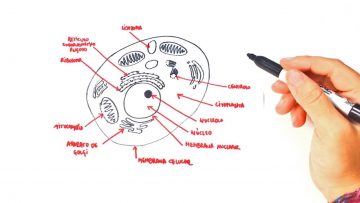 Animal Cell Draw Step By Step Social Useful Stuff Handy Tips