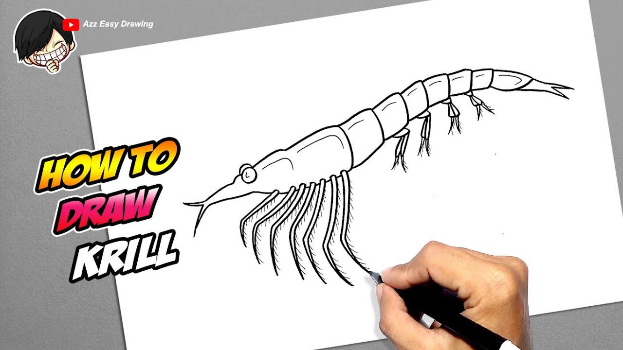 How to draw a Krill Easy Drawings Dibujos Faciles Dessins Faciles