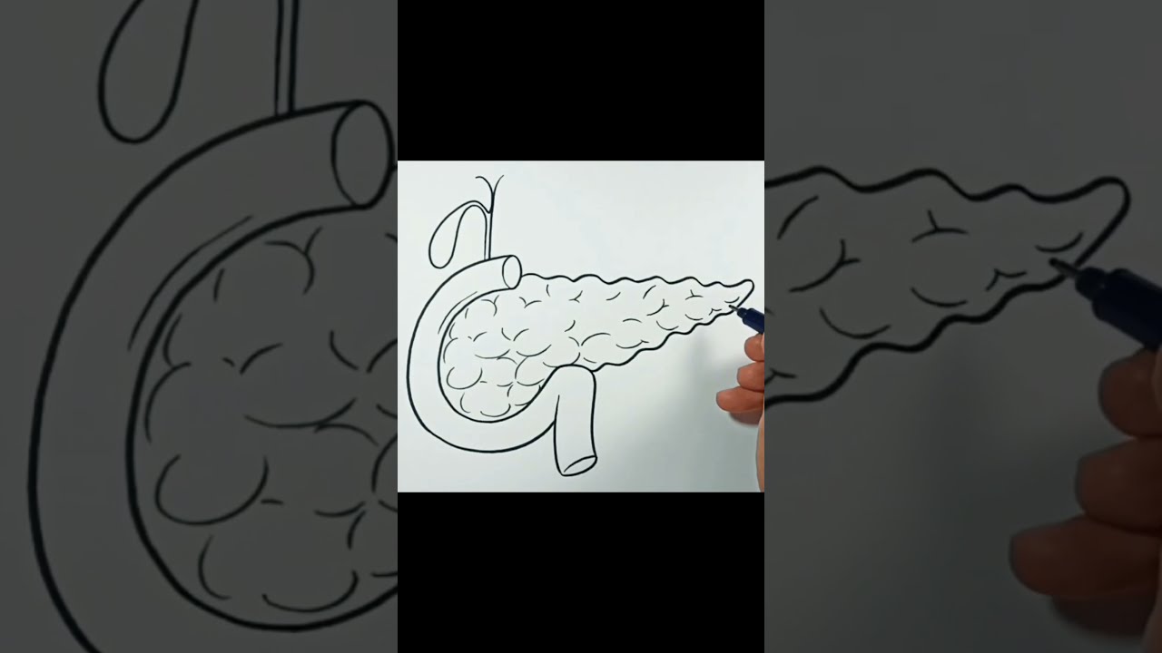 How to draw Pancreas #shorts | Easy Drawings - Dibujos Faciles